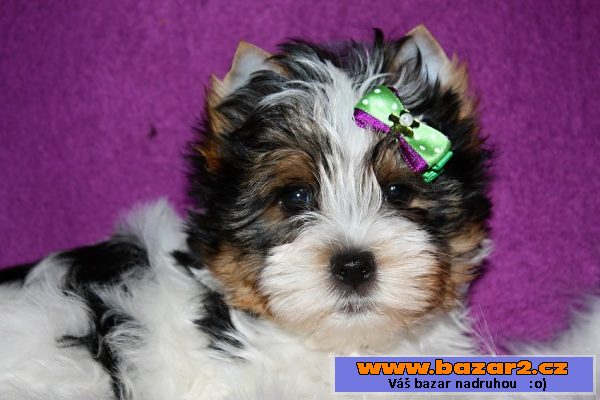 Biewer yorkshire terrier s PP