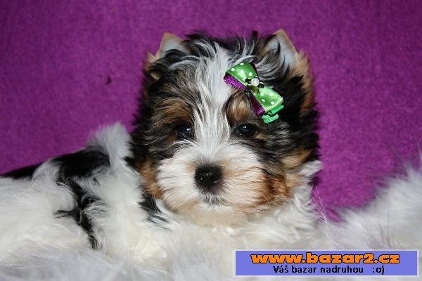 Biewer yorkshire terrier s PP