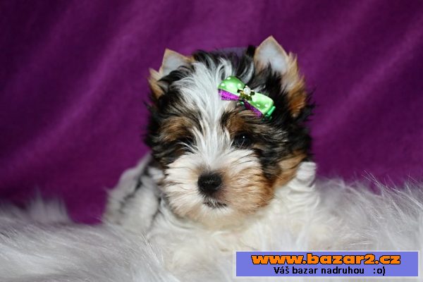 Biewer yorkshire terrier s PP