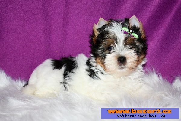 Biewer yorkshire terrier s PP