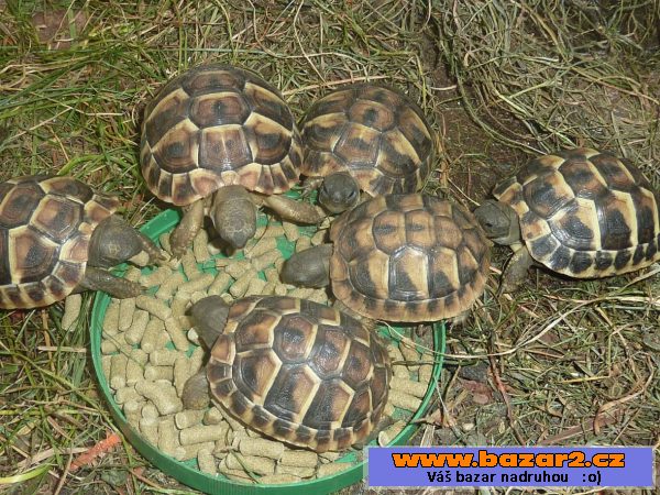 Želva zelenavá - Testudo hermanni.