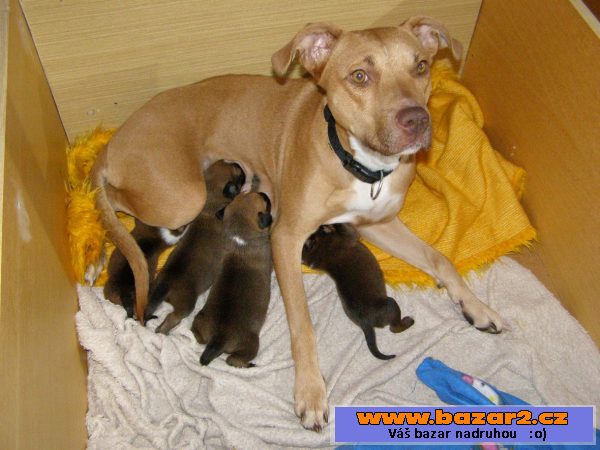 Prodám štěnata APBT