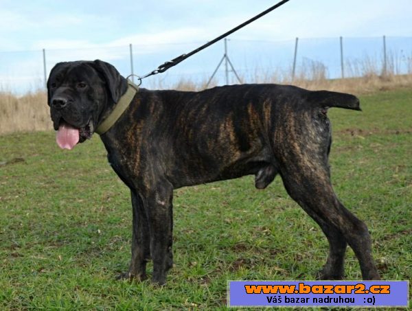 Italský corso pes (Cane Corso)
