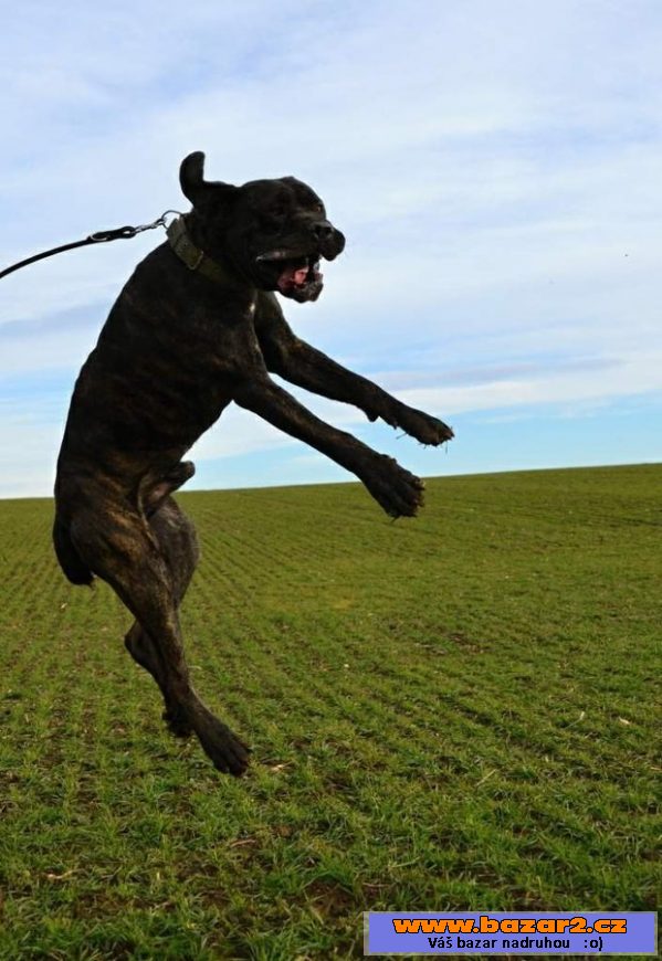 Italský corso pes (Cane Corso)