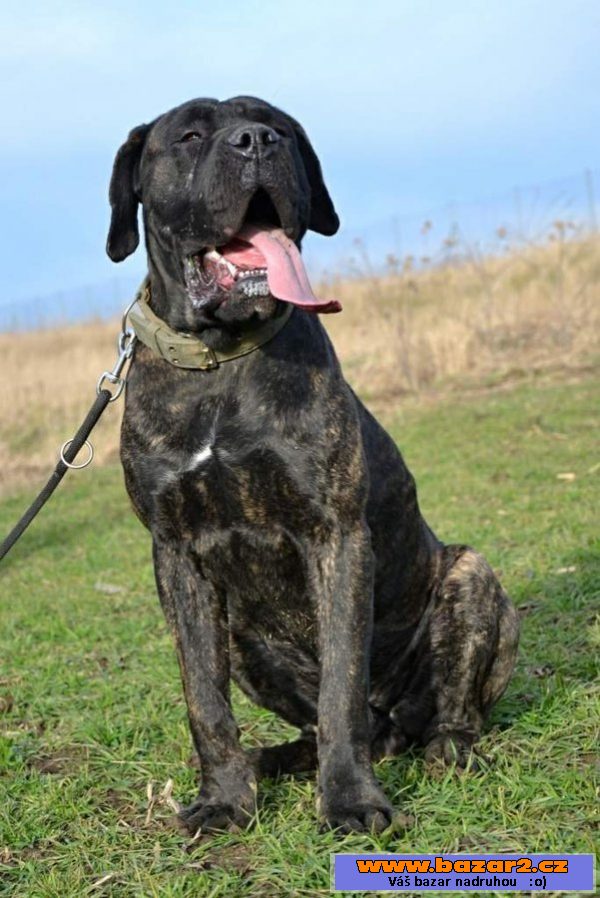 Italský corso pes (Cane Corso)