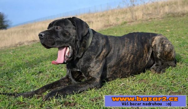 Italský corso pes (Cane Corso)