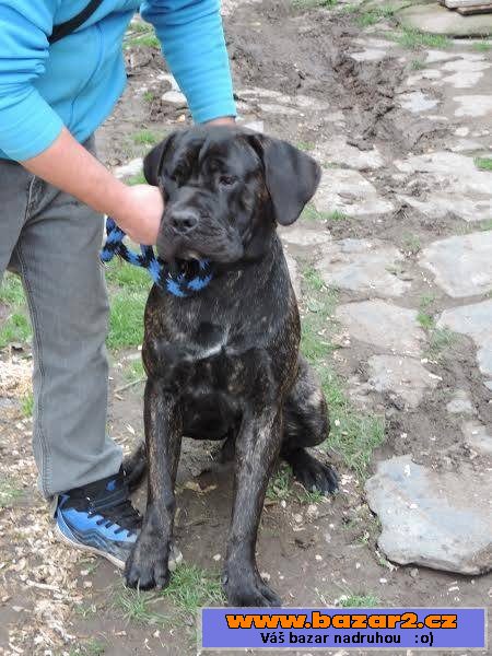 Italský corso pes (Cane Corso)