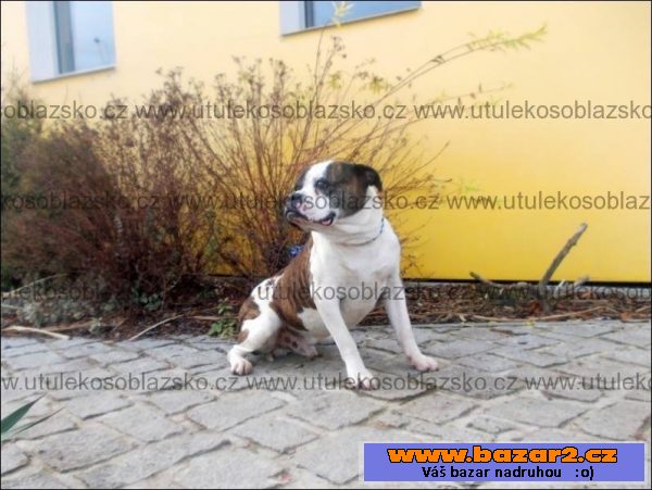 Americký buldok