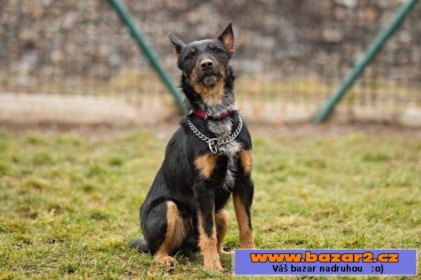 Německý lovecký teriér (Jagdterrier)