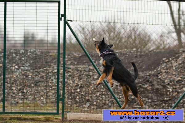 Německý lovecký teriér (Jagdterrier)
