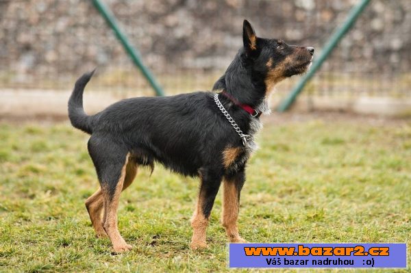 Německý lovecký teriér (Jagdterrier)