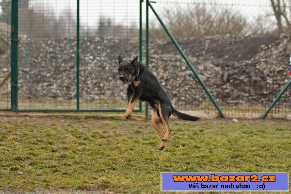 Německý lovecký teriér (Jagdterrier)