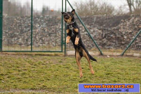 Německý lovecký teriér (Jagdterrier)