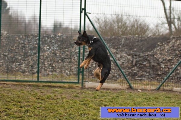 Německý lovecký teriér (Jagdterrier)