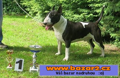 Bulterier štěňátka s PP