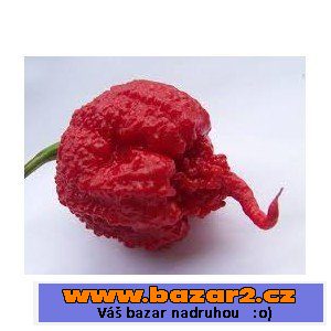 Semena chilli, rajčat, zeleniny