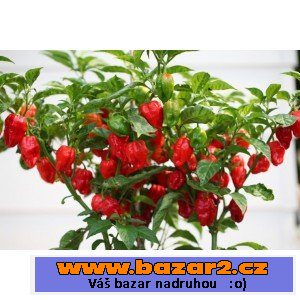 Semena chilli, rajčat, zeleniny