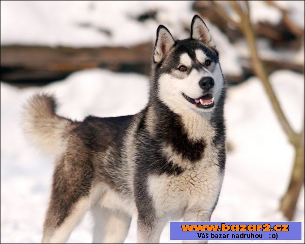 Sibiřský husky - štěnata s PP