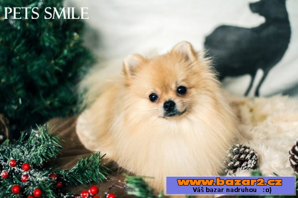 Pomeranian ke kryti