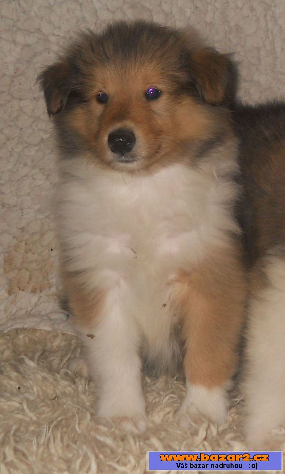 Kolie Dlouhosrstá s PP