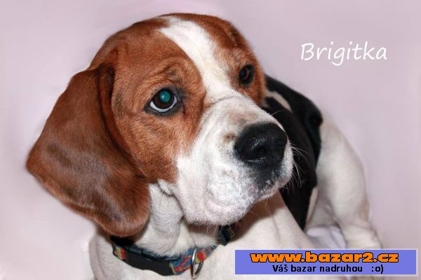Bíglice Brigitka