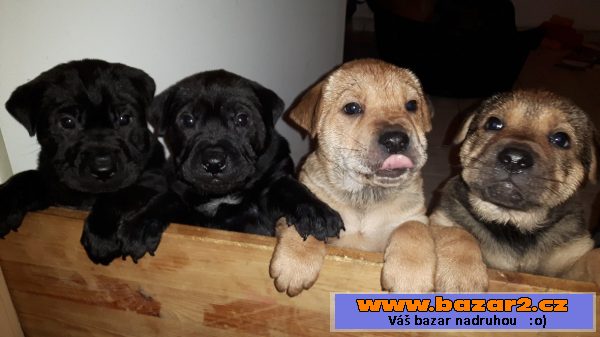 Nabízíme štěňátka Shar pei