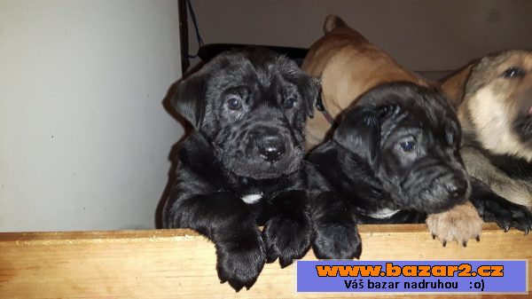 Nabízíme štěňátka Shar pei