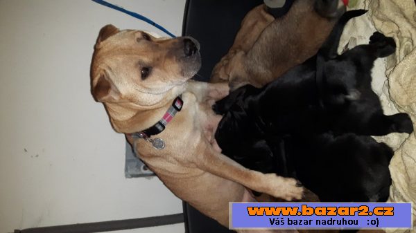 Nabízíme štěňátka Shar pei