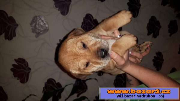 Nabízíme štěňátka Shar pei