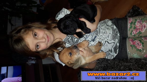 Nabízíme štěňátka Shar pei