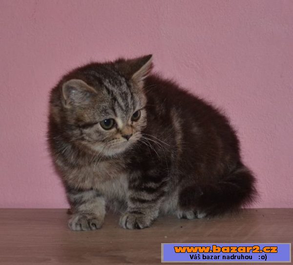Britka, whiskas kotě britské kočky