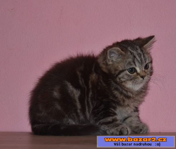 Britka, whiskas kotě britské kočky