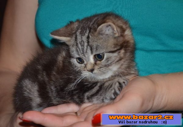 Britka, whiskas kotě britské kočky
