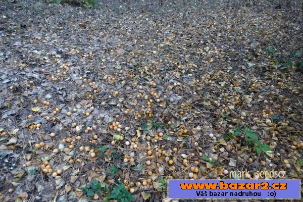 Semena Jinanu dvoulaločného (Ginkgo