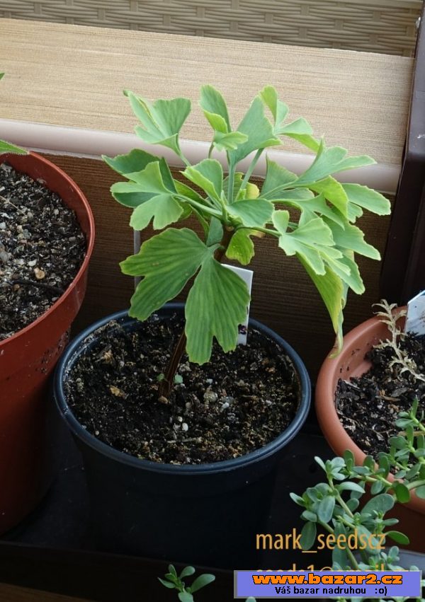 Semena Jinanu dvoulaločného (Ginkgo