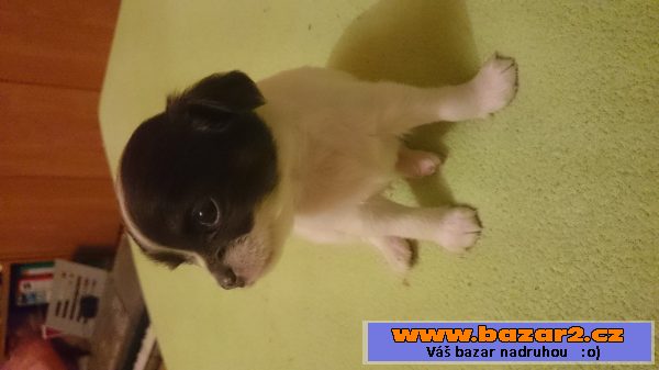 Prodám štěňátka čivavy(krátkosrstá)