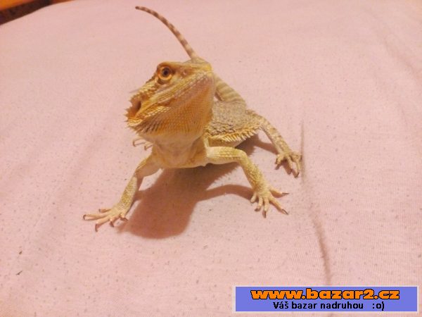 Agama Voustá- mláďata