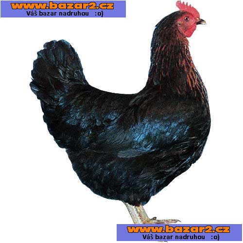 KUŘICE PŘED SNÁŠKOU - 9 DRUHŮ - DOVOZ ZDARMA! 