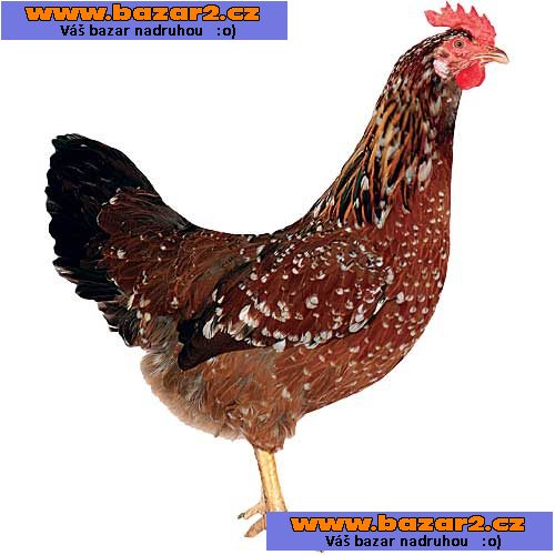 KUŘICE PŘED SNÁŠKOU - 9 DRUHŮ - DOVOZ ZDARMA! 
