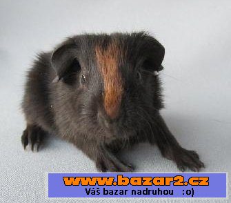 Krátkosrstá morčata