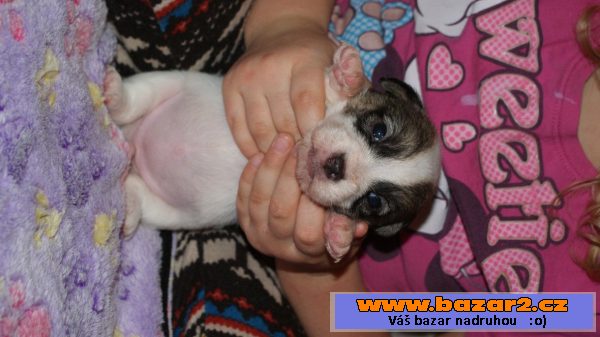 Jack Russel terier -hladký vrh s PP