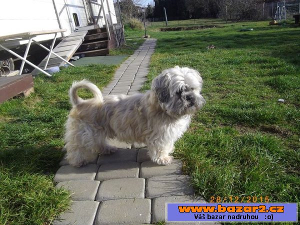 Shih-tzu  starší pejsek k adopci