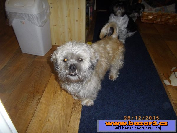 Shih-tzu  starší pejsek k adopci