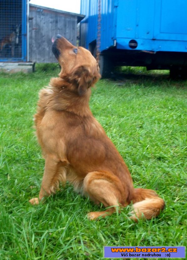 Chlupatý hnědý kříženec