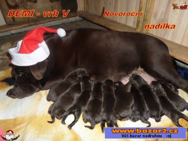 Štěňata čokoládového labradora s PP