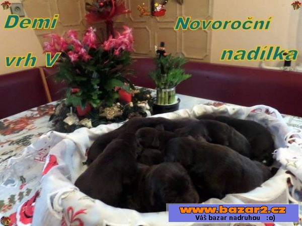Štěňata čokoládového labradora s PP