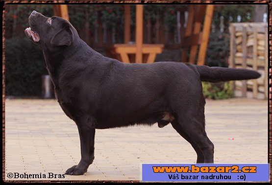 Štěňata čokoládového labradora s PP