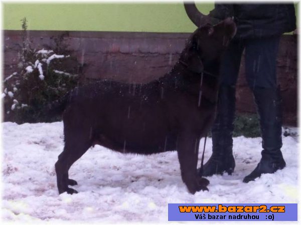 Štěňata čokoládového labradora s PP