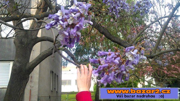Paulovnie (Paulownia) 