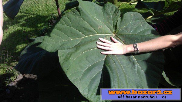 Paulovnie (Paulownia) 